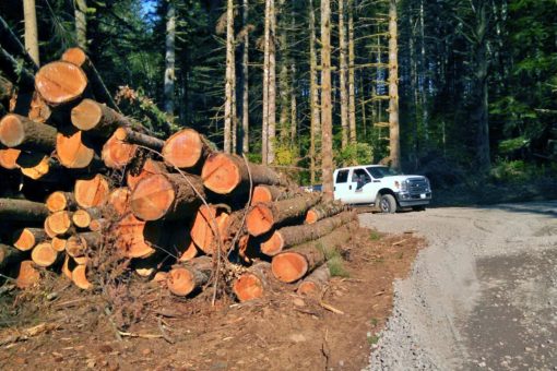 Forestry, timber cruising, logging, log truck